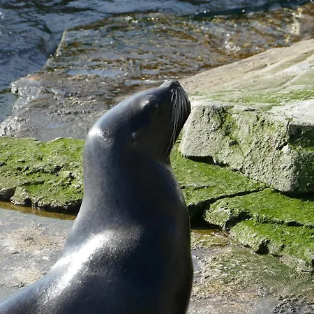 Juna Am Nordseedeich *