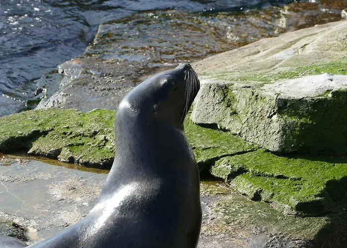 Juna Am Nordseedeich *